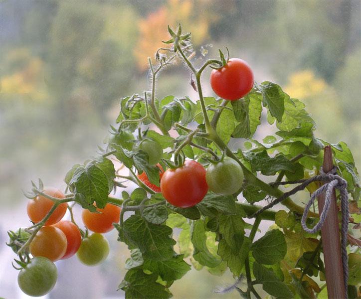Tomates sur le balcon. Ballerine