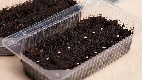 การปลูกมะเขือเทศ