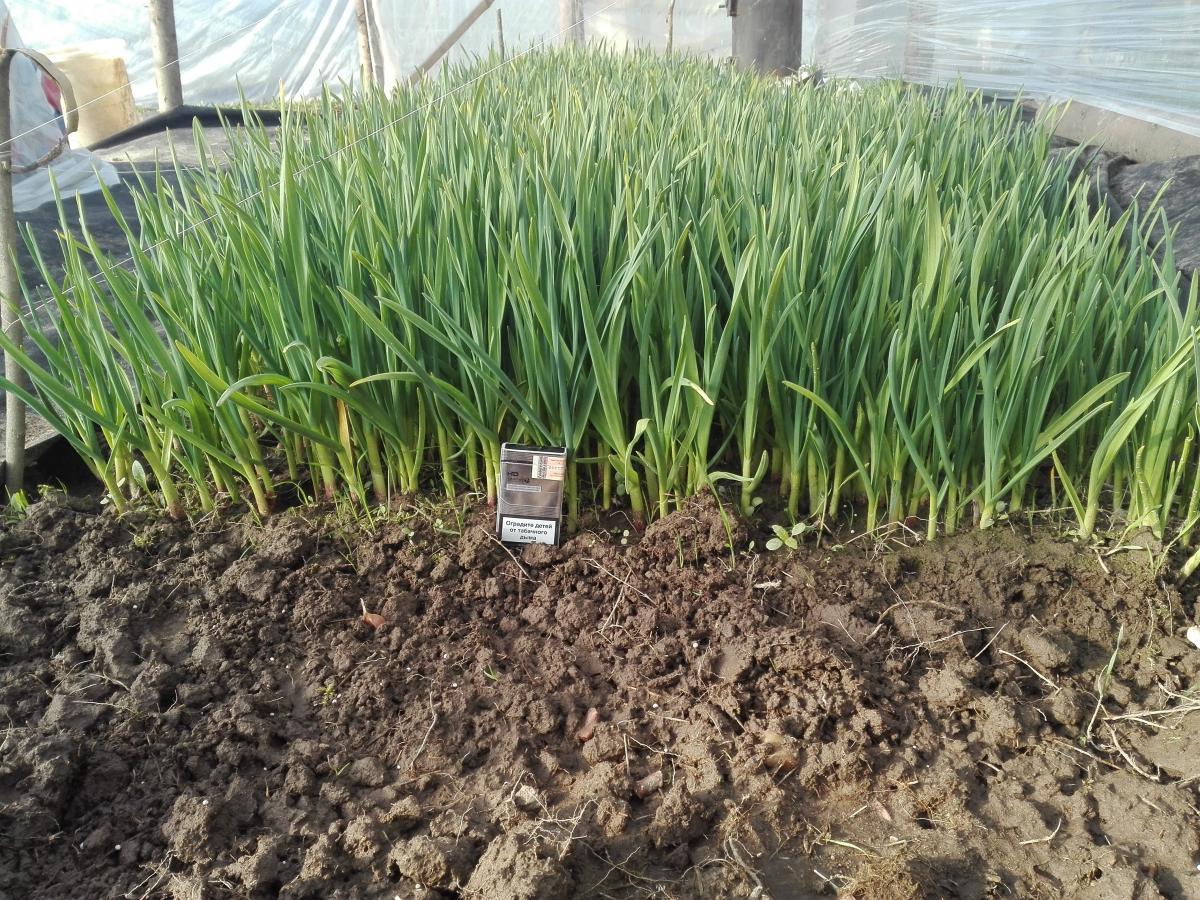 การปลูกกระเทียม