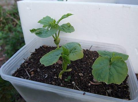 ต้นกล้าแตงโม