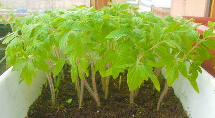 plants de tomates