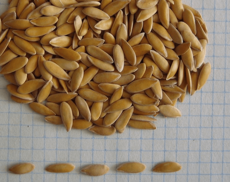 เมล็ดแตงโม