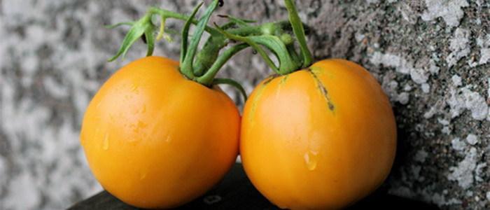 ราชินีทองคำและเนซดาน่า