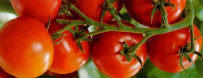 ราชินีทองคำและเนซดาน่า