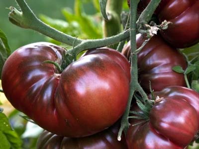 ไครเมียสีดำ