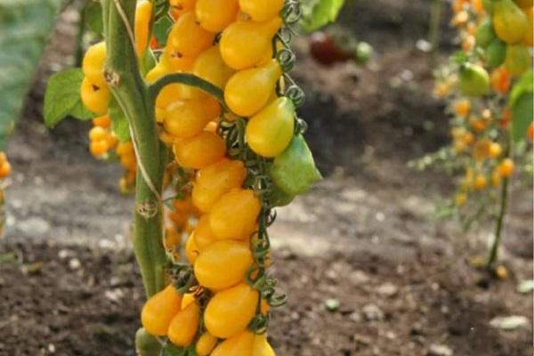 มะเขือเทศแปรงทอง