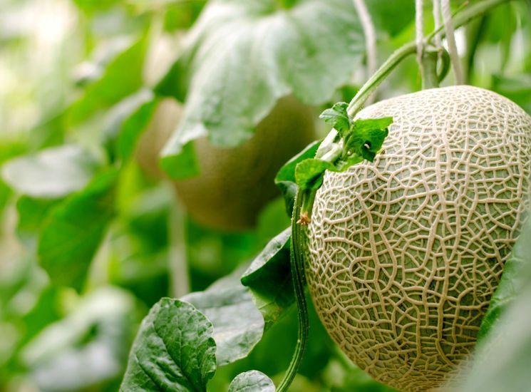 การปลูกแตงโม