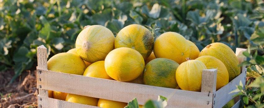 เก็บเกี่ยว