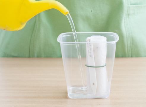 plants de tomates dans du papier toilette