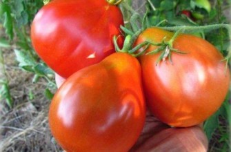 ลักษณะของมะเขือเทศสโตปูดอฟ