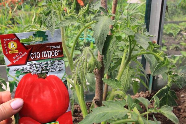 มะเขือเทศสโตปูโดฟ