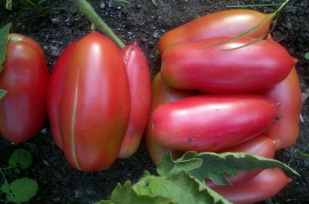 Tomate en forme de poivron long de Minusinsk