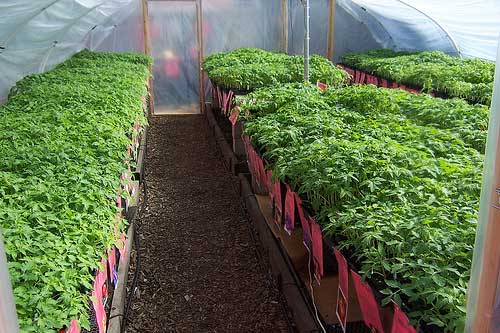 การปลูกต้นกล้า