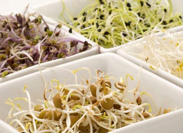 ถั่วงอก