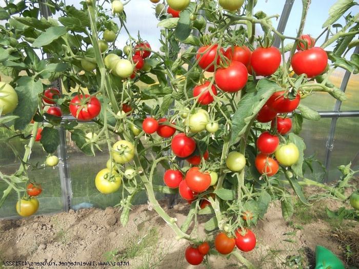 มะเขือเทศบลาโกเวสท์