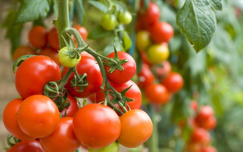 ไก่มะเขือเทศ