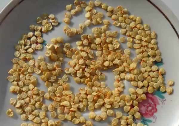 ต้นกล้ามะเขือเทศ