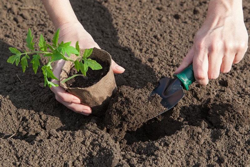 Préparation du sol dans une serre pour les tomates au printemps