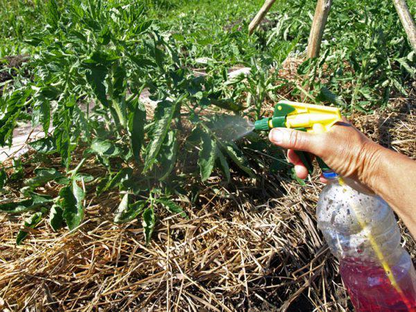 spray d'acide borique pour tomates