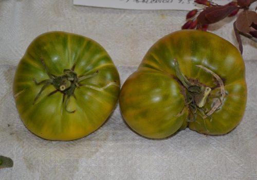 มะเขือเทศแอบซินธ์