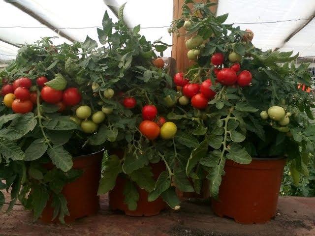 tomates cerises sur le rebord de la fenêtre