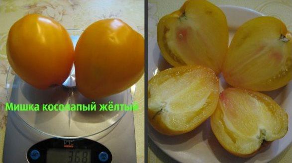 หมีตีนปุกมะเขือเทศ