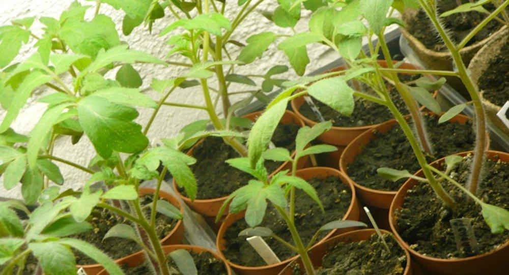 planter des tomates