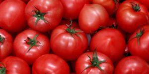 ลักษณะและลักษณะของพันธุ์มะเขือเทศ Mishka Kosolapy ผลผลิตและการเพาะปลูก