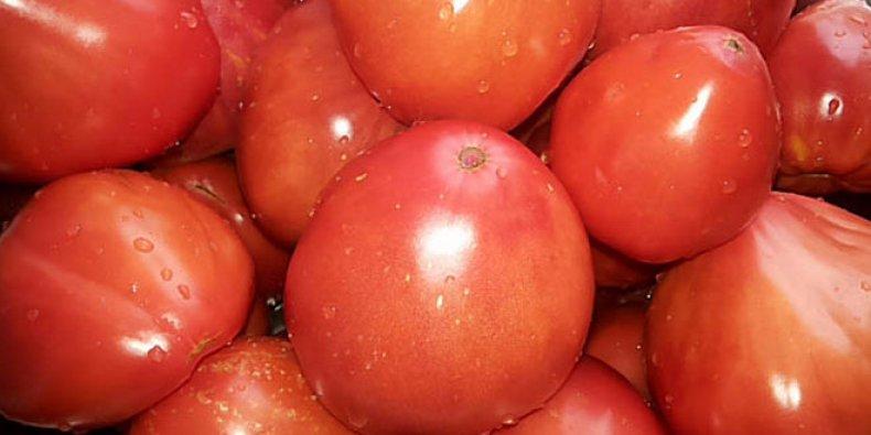 หมีตีนปุกมะเขือเทศ