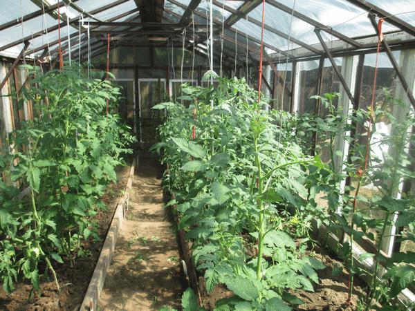 หมีตีนปุกมะเขือเทศ