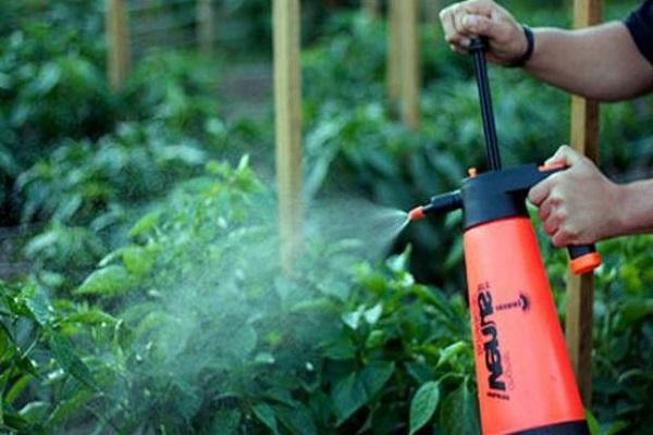spray d'acide borique pour tomates