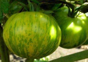 ลักษณะและลักษณะของพันธุ์มะเขือเทศเขียว ผลผลิตและการเพาะปลูก