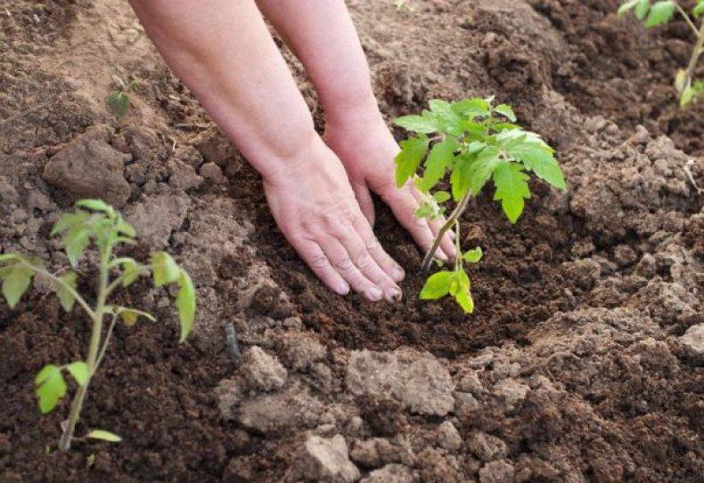 เครื่องหว่านเมล็ดแบบกระสวยสำหรับต้นกล้า