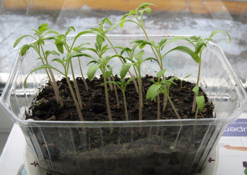 เครื่องหว่านเมล็ดแบบกระสวยสำหรับต้นกล้า