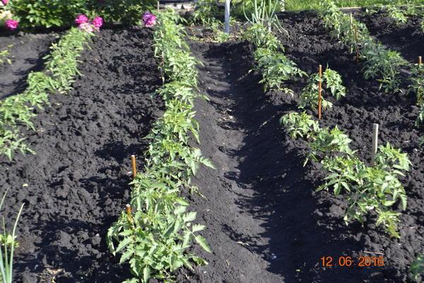 หมีตีนปุกมะเขือเทศ