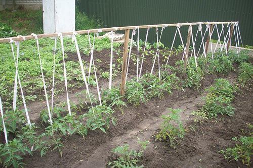 เนื้อสีชมพู