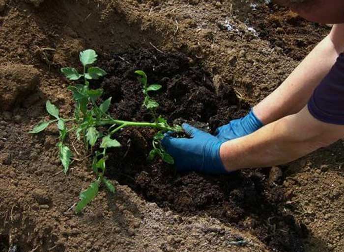 การปลูกมะเขือเทศ