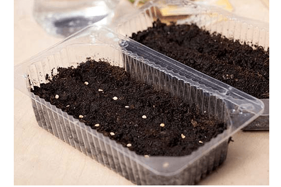 วิธีการปลูกมะเขือเทศแบบจีน