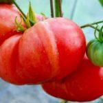 ลักษณะของมะเขือเทศยักษ์สีชมพู