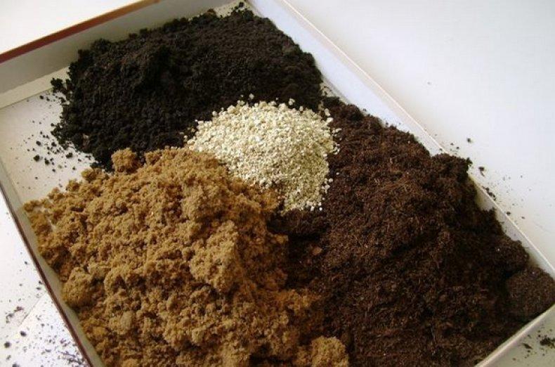 การเตรียมดินสำหรับต้นกล้ามะเขือเทศ