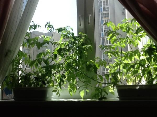 tomates cerises sur le rebord de la fenêtre