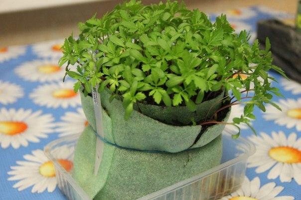 การปลูกมะเขือเทศในหอยทาก