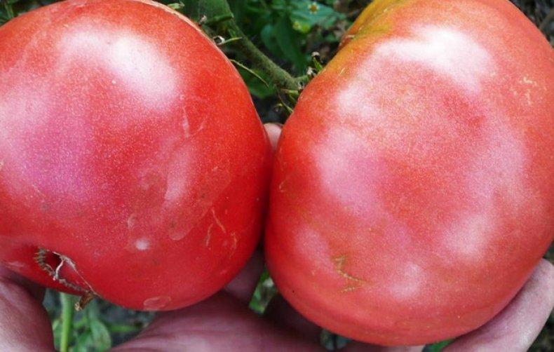 ยักษ์ใหญ่แห่งเลนินกราด