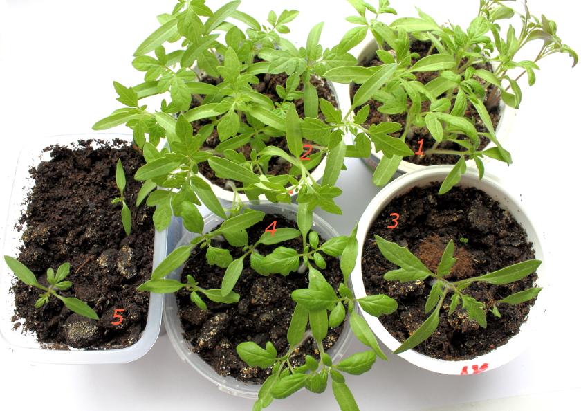 cueillir des tomates