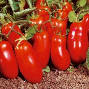 Description et caractéristiques de la variété de tomate Shuttle, rendement et culture