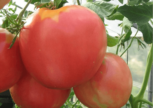 ระฆังซาร์