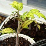 ต้นกล้ามะเขือเทศสีเหลืองในกระถาง