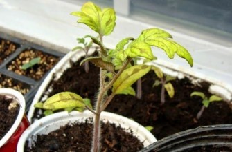 ต้นกล้ามะเขือเทศสีเหลืองในกระถาง