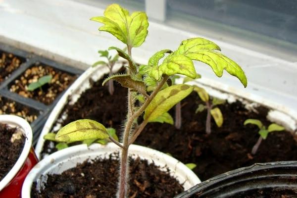 ต้นกล้ามะเขือเทศสีเหลืองในกระถาง