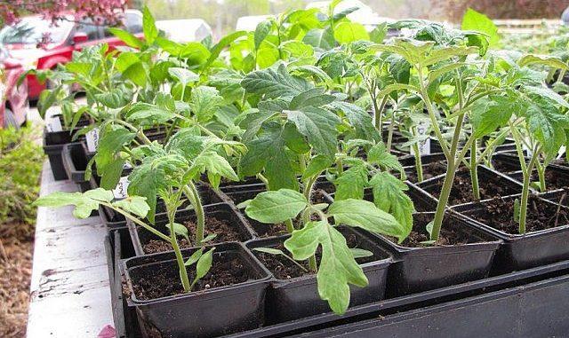 การใส่ปุ๋ยต้นกล้ามะเขือเทศ